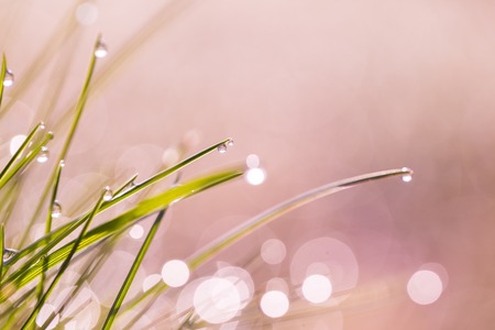 Wet grass with morning dew macro. Close up of water droplets on grass.の写真素材