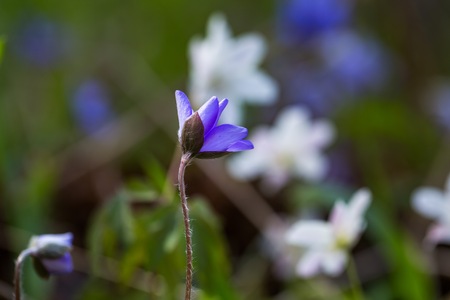 Blue liverworts flowers in close up. Springtime forest flowers growing in Europe.の写真素材
