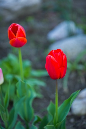 Beautiful spring tulips blooming. Springtime flowers macro.の写真素材