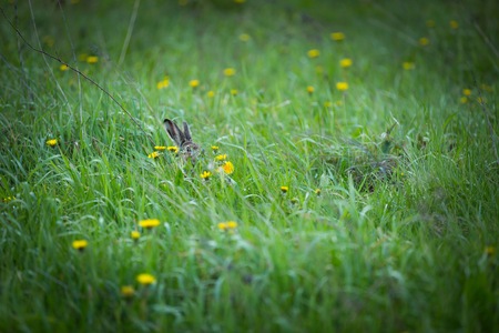 European hare jumping in green grass at spring. Wild animalの写真素材