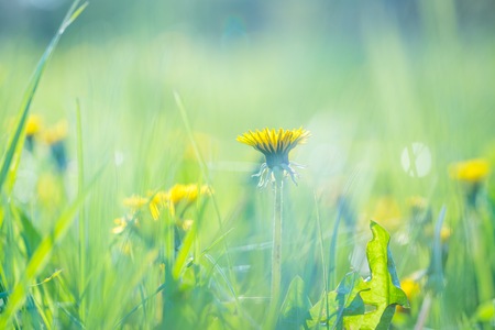 Beautiful yellow dandelions blooming in springtime. Wild flowers macro.の写真素材