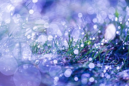 Wet grass with morning dew macro. Close up of water droplets on grass.の写真素材