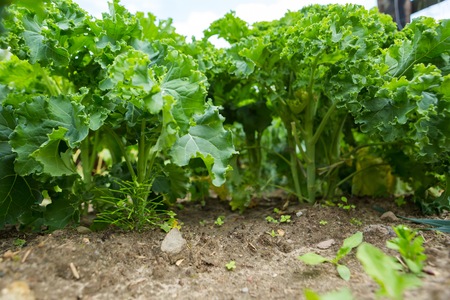 Kale growing in vegetable garden. Ecological plants.