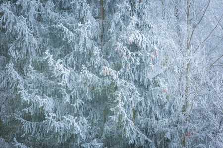 Spruce branches in winter. Hoarfrost on spruce branch.の写真素材