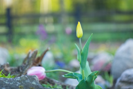 Beautiful spring tulips blooming. Springtime flowers macro.