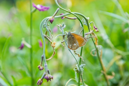 Butterfly sitting on plant. WIld insect on plant