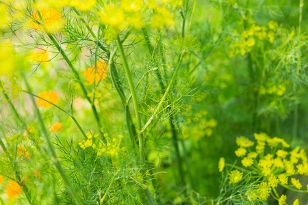 Dill flowers growing in vegetable garden. Natural ecologic garden.の写真素材