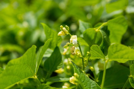 Bean growing in garden. Green natural vegetable garden.の写真素材