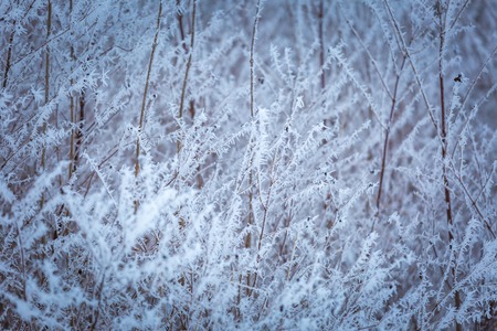 Hoarfrost on plants. Winter abstract macro of rime on plants.の写真素材