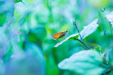 Butterfly sitting on plant. WIld insect on plantの写真素材