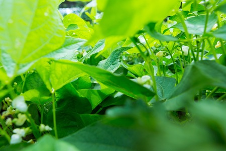Bean growing in garden. Green natural vegetable garden.の写真素材