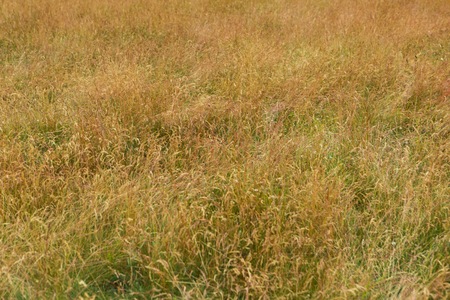 Prairie grass background. Beautiful blooming grass with foxtails.の写真素材