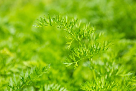 Carrot growing in garden. Carrot leaves.