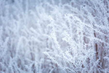 Hoarfrost on plants. Winter abstract macro of rime on plants.の写真素材