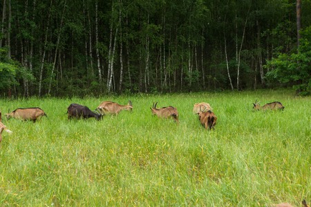 Goats on farm. Herd of animals in outdoor. Goat portrait.の写真素材