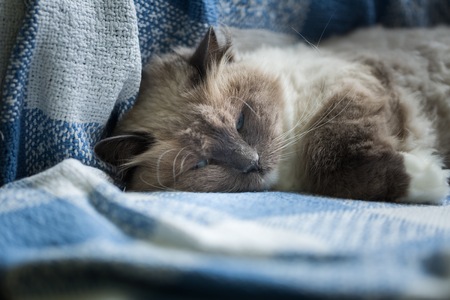 Beautiful Neva Masquerade cat portrait. Adult Purebred cat lying on sofa.の写真素材