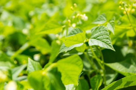 Bean growing in garden. Green natural vegetable garden.の写真素材