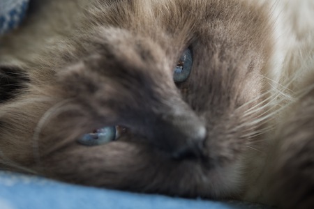 Beautiful Neva Masquerade cat portrait. Adult Purebred cat lying on sofa.の写真素材