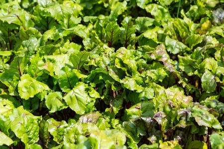 Beetroots growing in garden. Traditional vegetable garden.の写真素材
