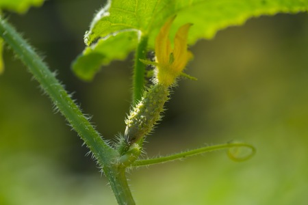 Small cucumber growing on twig. Close up of green vegetable.の写真素材