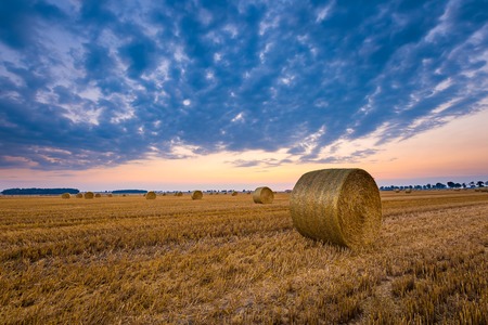 Summer landscape with stubble field and rolled bales of straw.