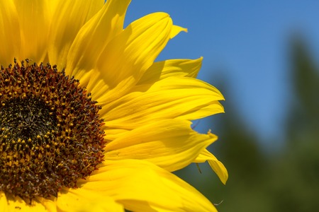 Sunflower flower in close up. Yellow petals of flower on blue sky background. Sunflower macro.の写真素材