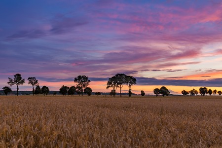 Summer sunset over wheat field. Beautiful sunset sky over countryside.の写真素材