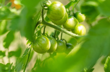 Green tomato growing on twig. Natural garden vegetablesの写真素材