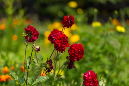 Beautil red dahlia flowers blooming in summer gardenの写真素材