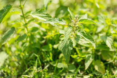 Bushes of wild nettle growing in nature. Medicinal wild herb.