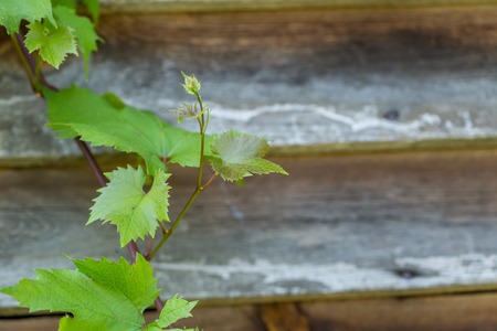 Green vine leaves on wooden wall background. Vineyard concept photoの写真素材