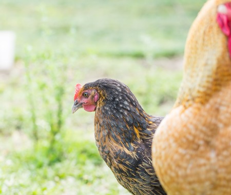 Portrait of farm chicken, Beautiful adult chicken. Bird face. 