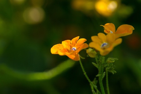Close up of arden flowers. Beautiful blooming summer flowers in polish garden.
