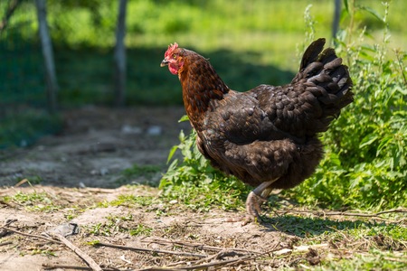 Hen on pasture. Gallus Gallinacous birds on their pasture.の写真素材