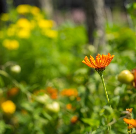 Close up of arden flowers. Beautiful blooming summer flowers in polish garden.の写真素材