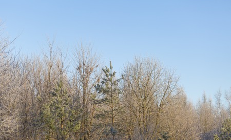 Winter morning with frosted plants. Beautiful polish countryside in winter.の写真素材