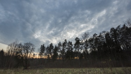 Evening sky over forest. Natural landscape with forest and sky.の写真素材