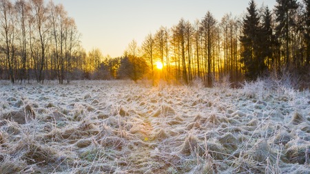 Winter morning with frosted plants. Beautiful polish countryside in winter.の写真素材