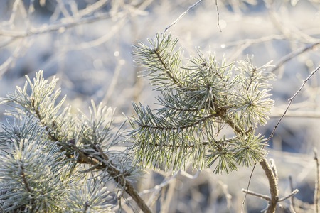 Close up of plants with frost. Natural macro background.の写真素材