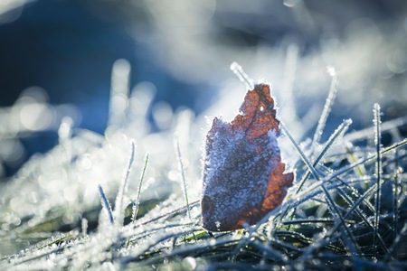 Frosted fallen autumnal leaf in close up. Beautiful macro of dead leaf.の写真素材