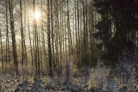 Winter morning with frosted plants. Beautiful polish countryside in winter.の写真素材