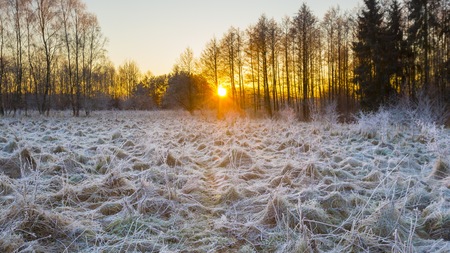 Winter morning with frosted plants. Beautiful polish countryside in winter.の写真素材