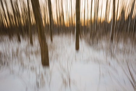Abstract forest photographed on long exposure. Beautiful fineart landscape.の写真素材