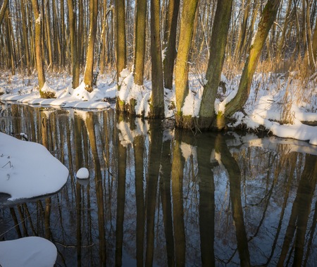 Beautiful wild river flowing through the polish forest. Natural beautiful landscape.