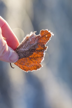 Frosted fallen autumnal leaf in close up. Beautiful macro of dead leaf.の写真素材