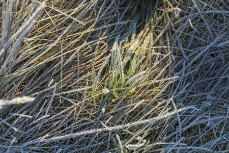 Rime on grass, top view shot. Beautiful grass in winter, nature backgroundの写真素材