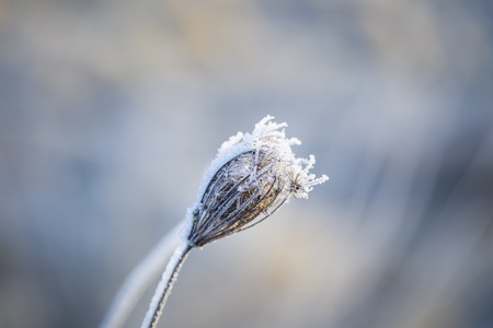 Close up of plants with frost. Natural macro background.の写真素材