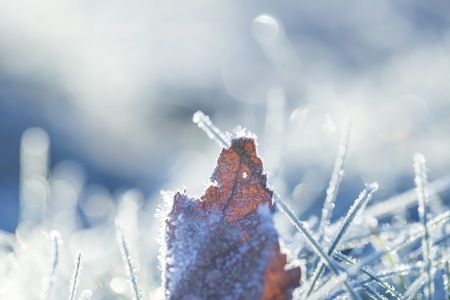 Frosted fallen autumnal leaf in close up. Beautiful macro of dead leaf.の写真素材