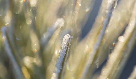 Close up of plants with frost. Natural macro background.の写真素材