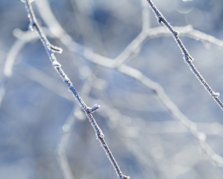 Hoarfrost on birch tree twigs, macro shot. Rime on  birch branch in winter.の写真素材